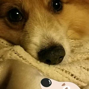 Meet your Posher, Paula